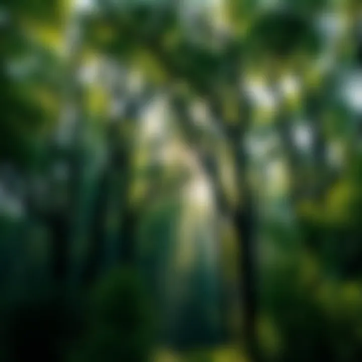 A vibrant green forest with sunlight filtering through the trees, showcasing the beauty of nature