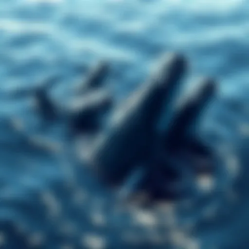 A group of whales swimming in ocean waters, symbolizing large exchanges accumulating cryptocurrency.