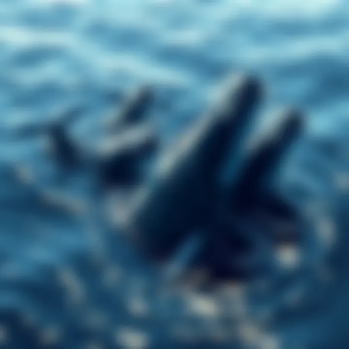 A group of whales swimming in ocean waters, symbolizing large exchanges accumulating cryptocurrency.